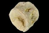 Fossil Xiphactinus (Cretaceous Fish) Vertebra - Kansas #139297-1